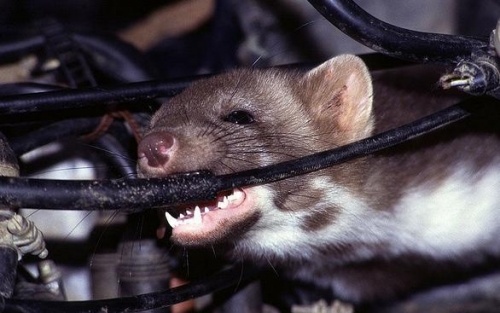 Tác hại của việc chuột làm ổ trong ô tô